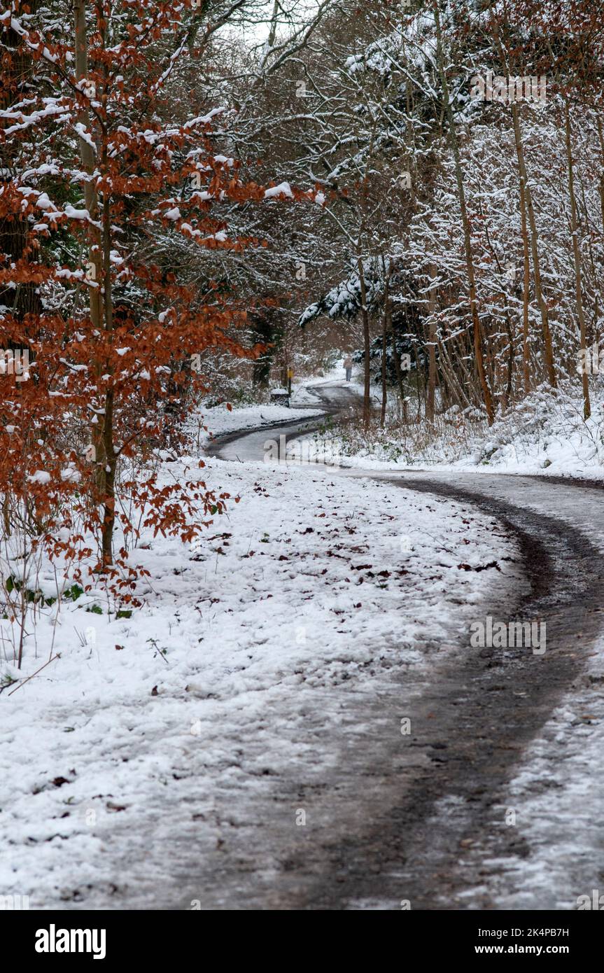 Neve invernale su un vicolo tortuoso, foglie rosse e rami nevosi Foto Stock