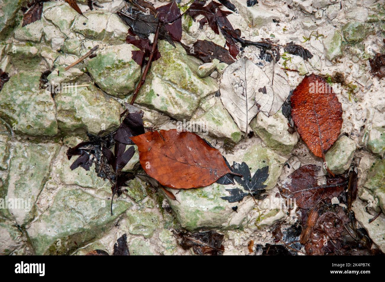 Si parte su un sentiero della Chalkland Foto Stock