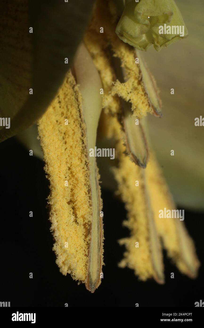 Primo piano sugli stami della bromeliad neotropica Werauhia gladioliflora Foto Stock