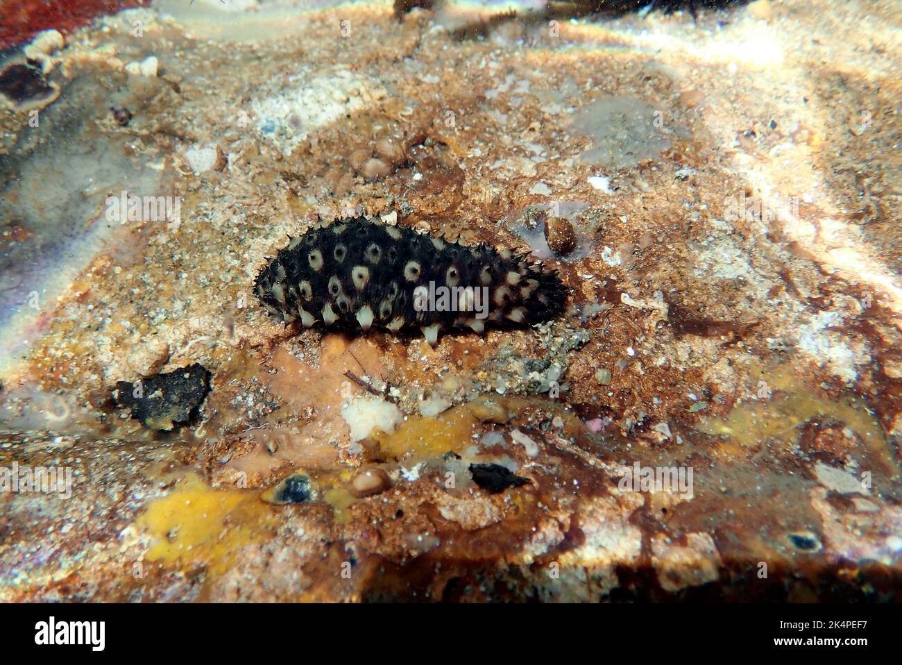 Fotografia subacquea di cetriolo marino - (Holothuria sanctori) Foto Stock