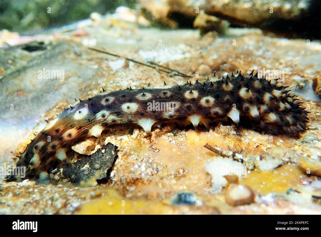 Fotografia subacquea di cetriolo marino - (Holothuria sanctori) Foto Stock