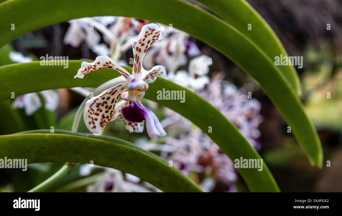 L'orchidea tricolor del panda è una specie di orchidea originaria dell'Indonesia, nel sud-est asiatico Foto Stock