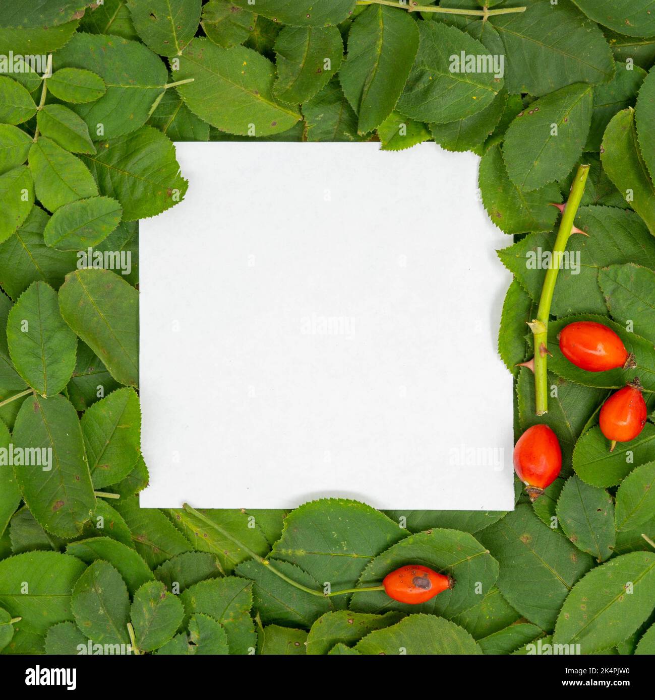 Layout creativo composto da foglie di rosa canina (fianchi di rosa) e bacche di frutta fresca in autunno e carta di credito. Giacitura piatta. Autunno natura lascia concetto. Foto Stock