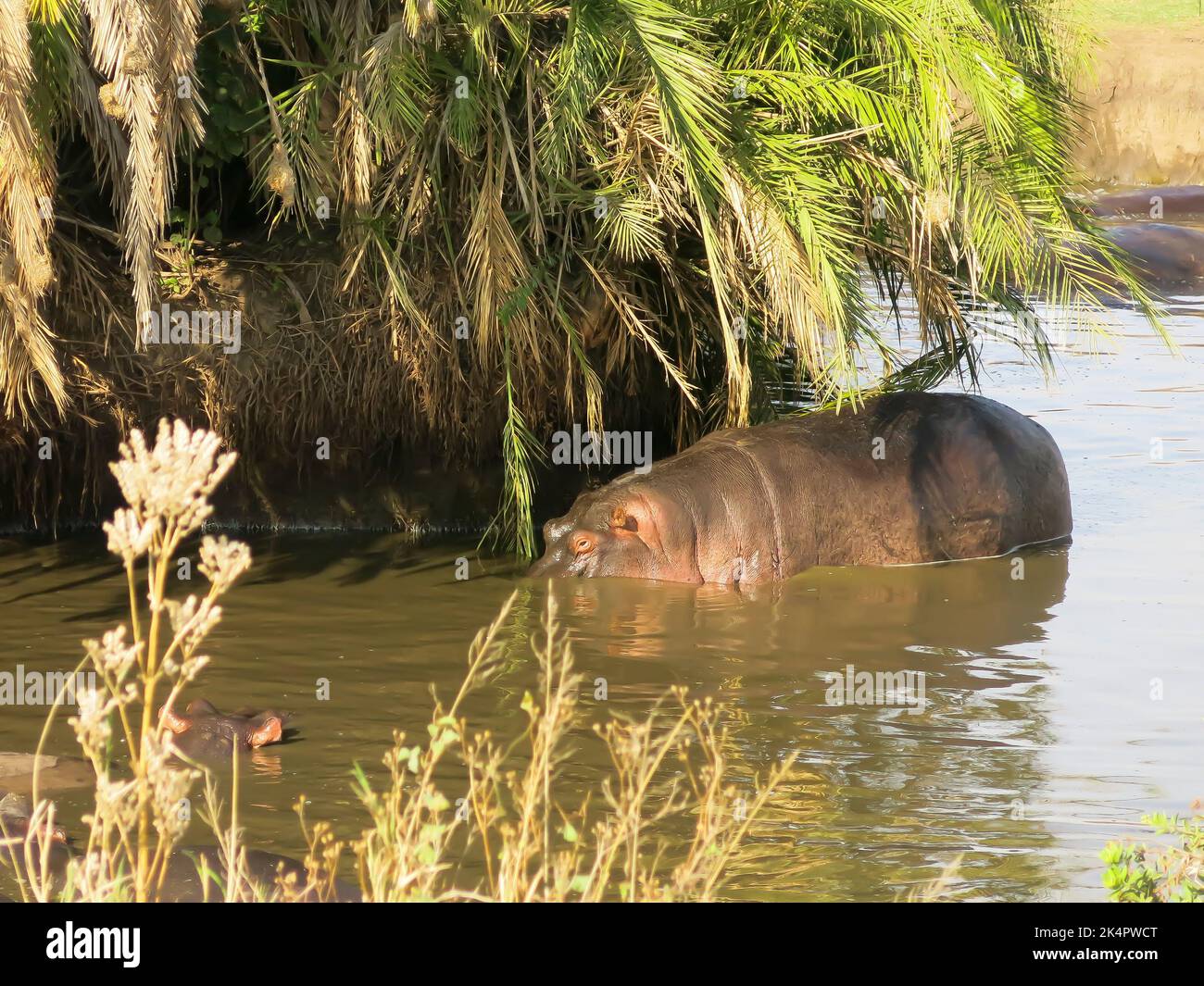Bacino di ippopotamo nel Parco Nazionale del Serengeti, Tanzania, Africa Orientale Foto Stock