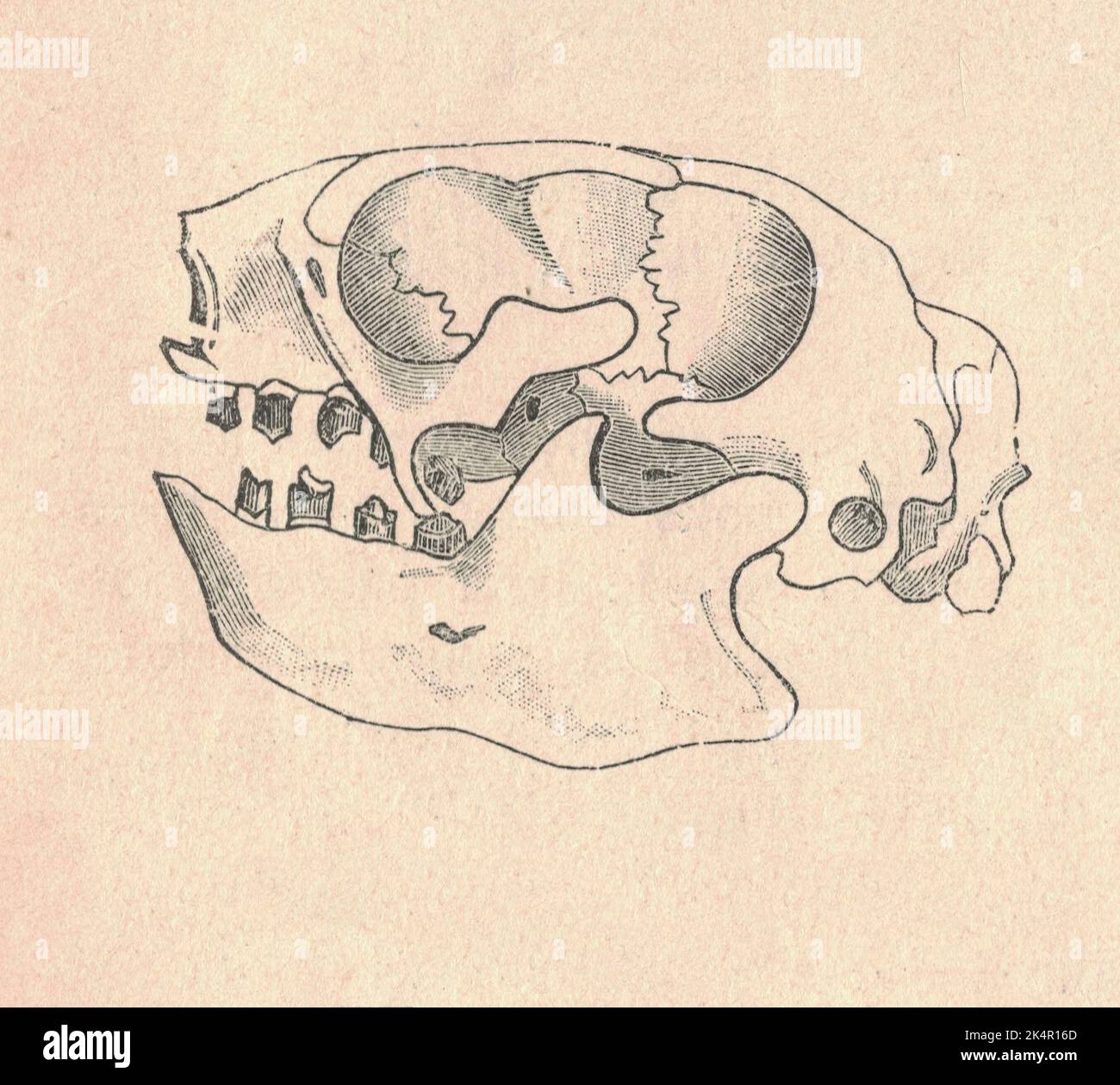 Antica illustrazione incisa del cranio a tre punte. Illustrazione vintage del cranio sloth a tre punte. Vecchia immagine incisa dell'animale. I bradipi a tre dita o a tre dita sono mammiferi neotropici arborei. Sono gli unici membri del genere Bradypus e della famiglia Bradypodidae. Le quattro specie viventi di bradipi a tre punte sono il bradipo con gola bruna, il bradipo con la manna, il bradipo con gola pallida e il bradipo con tre punte. In totale contrasto con gli studi morfologici precedenti, che tendevano a collocare il bradypus come gruppo sorella a tutti gli altri folivori, studi molecolari pla Foto Stock