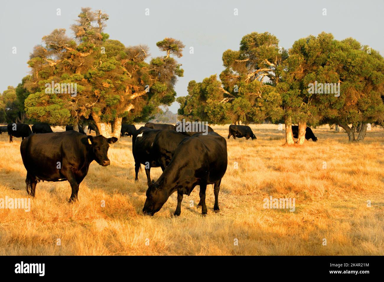 Mucche che pascolano su terreni agricoli, Pinjarra, Australia sud-occidentale Foto Stock
