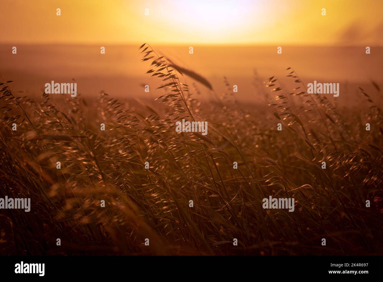 Grano che soffia nel vento in un campo vicino a Capo San Vincenzo, Portogallo Foto Stock