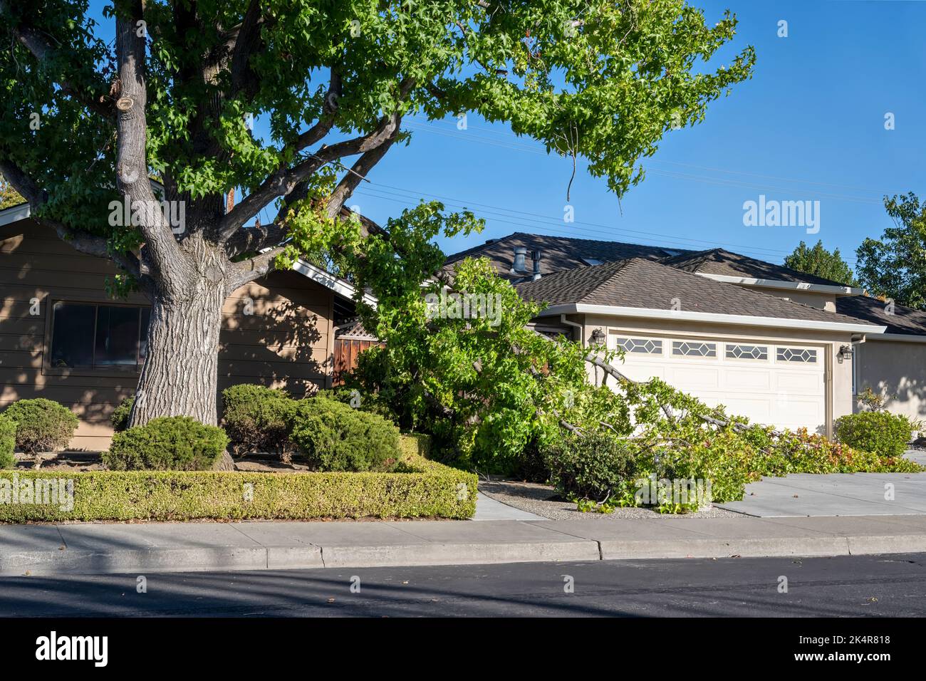 Pericoloso ramo di albero caduto in quartiere residenziale. Le cause possono includere una tempesta, un ambiente caldo e asciutto, o perché il ramo si estende oltre Foto Stock