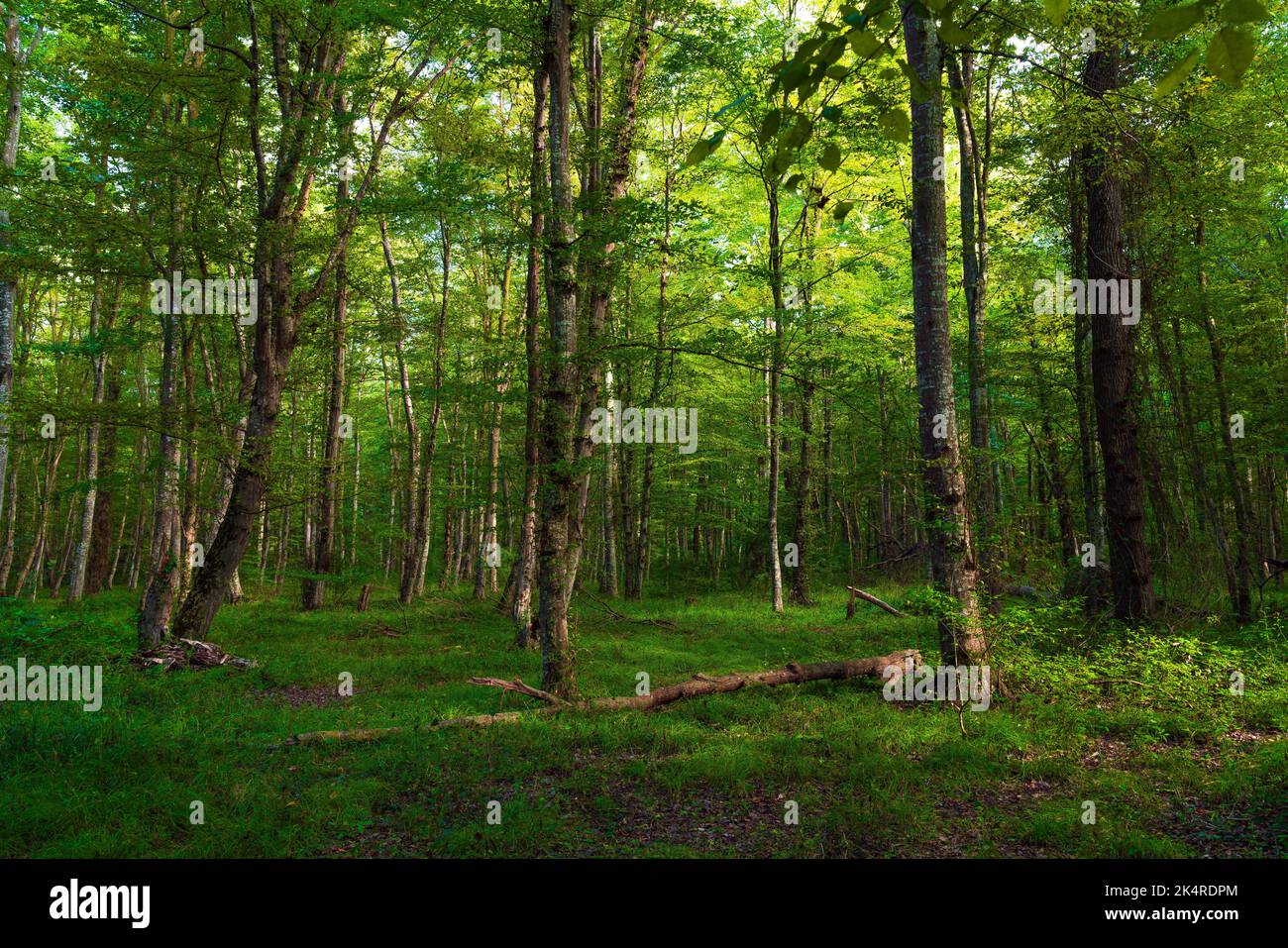 Ecosistema della foresta secca immagini e fotografie stock ad alta