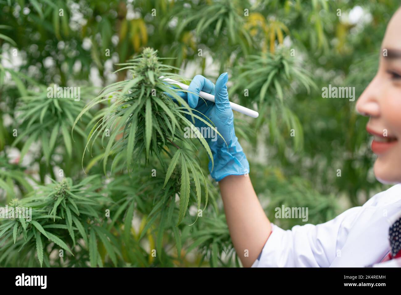 Controllo scienziato Cannabis o Marijuana o foglia di canapa in una serra. Erbacce, medicina alternativa alle erbe, olio cbd, concetto di industria farmaceutica Foto Stock