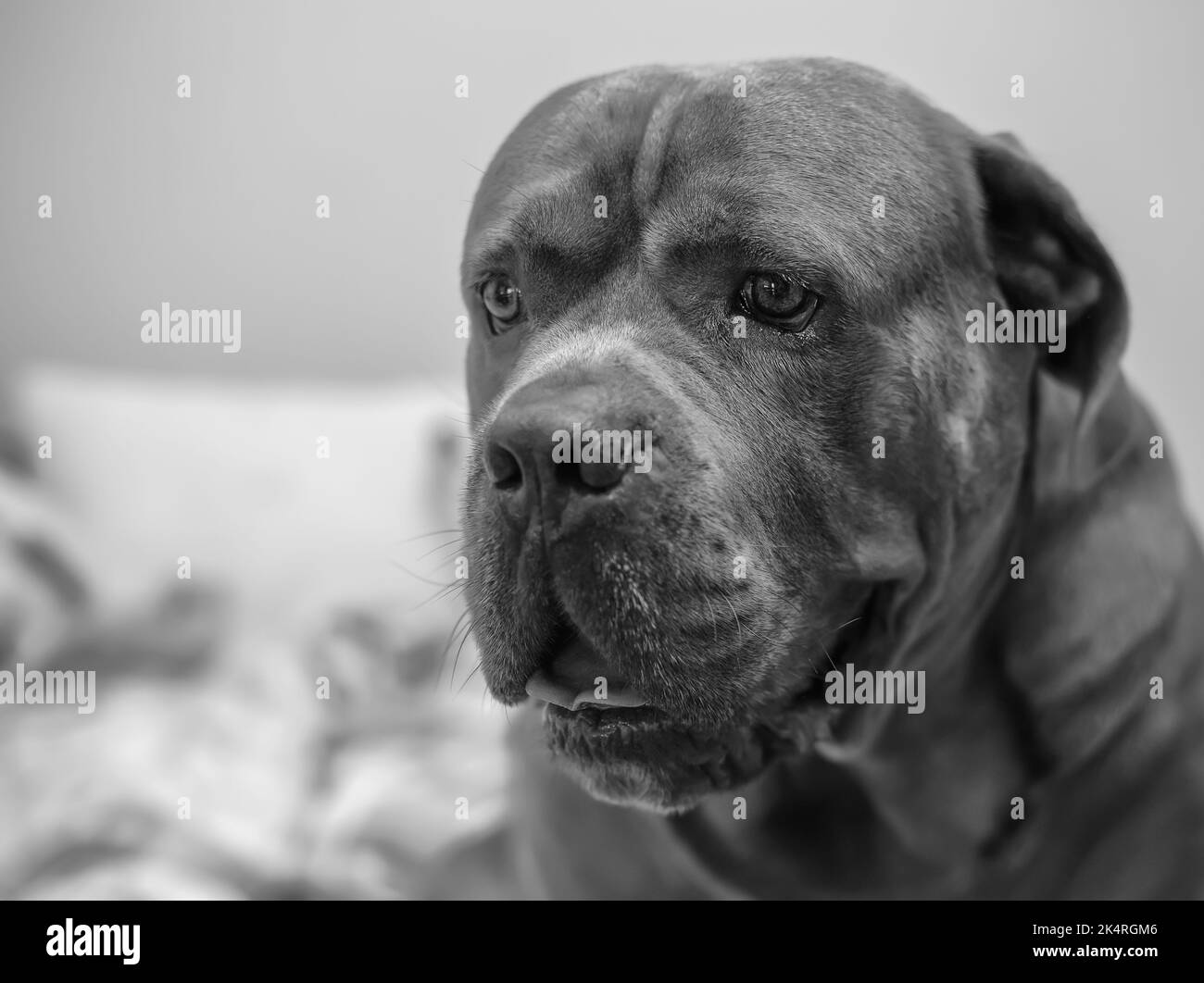 Ritratto in bianco e nero di cane cane cane corso seduto sul letto Foto Stock
