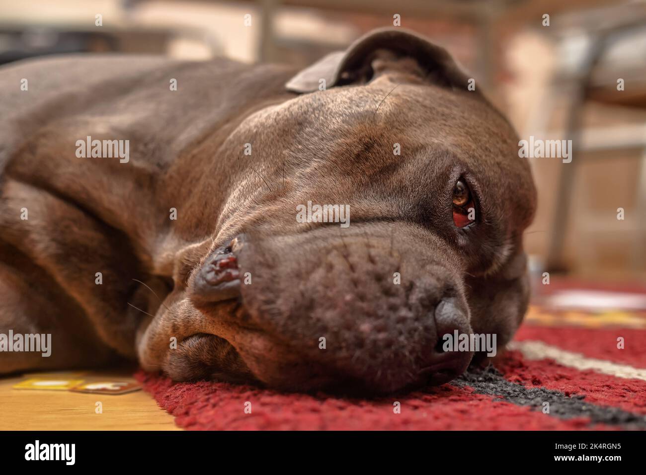Ritratto di un cane cane cane cane corso sdraiato lateralmente su un tappeto della casa Foto Stock