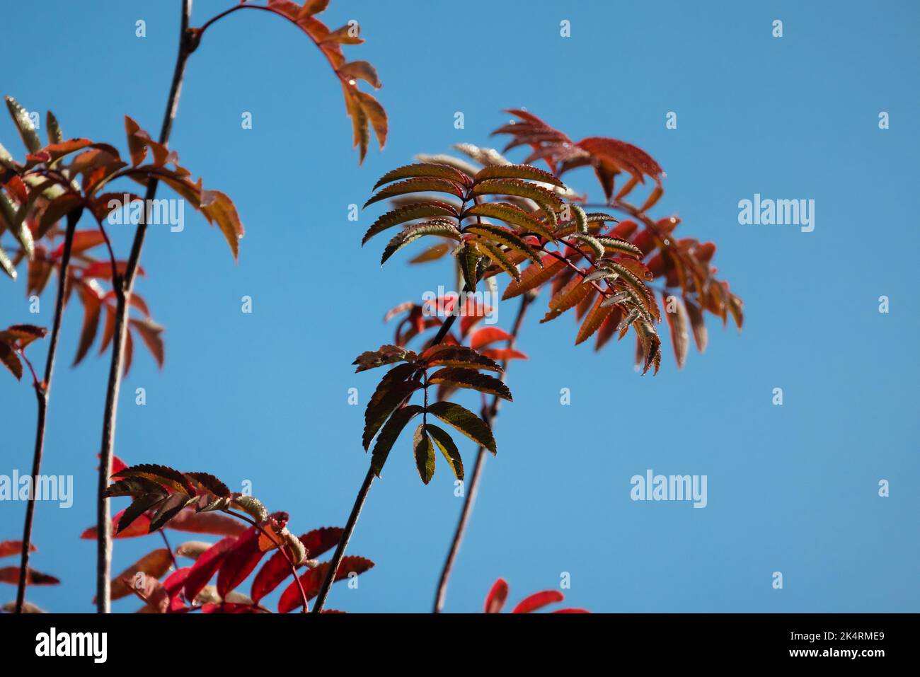 Coloratissime foglie autunnali di un albero di rowan sotto lo sfondo azzurro del cielo, foto ravvicinata con messa a fuoco selettiva. Foto naturale della stagione autunnale Foto Stock