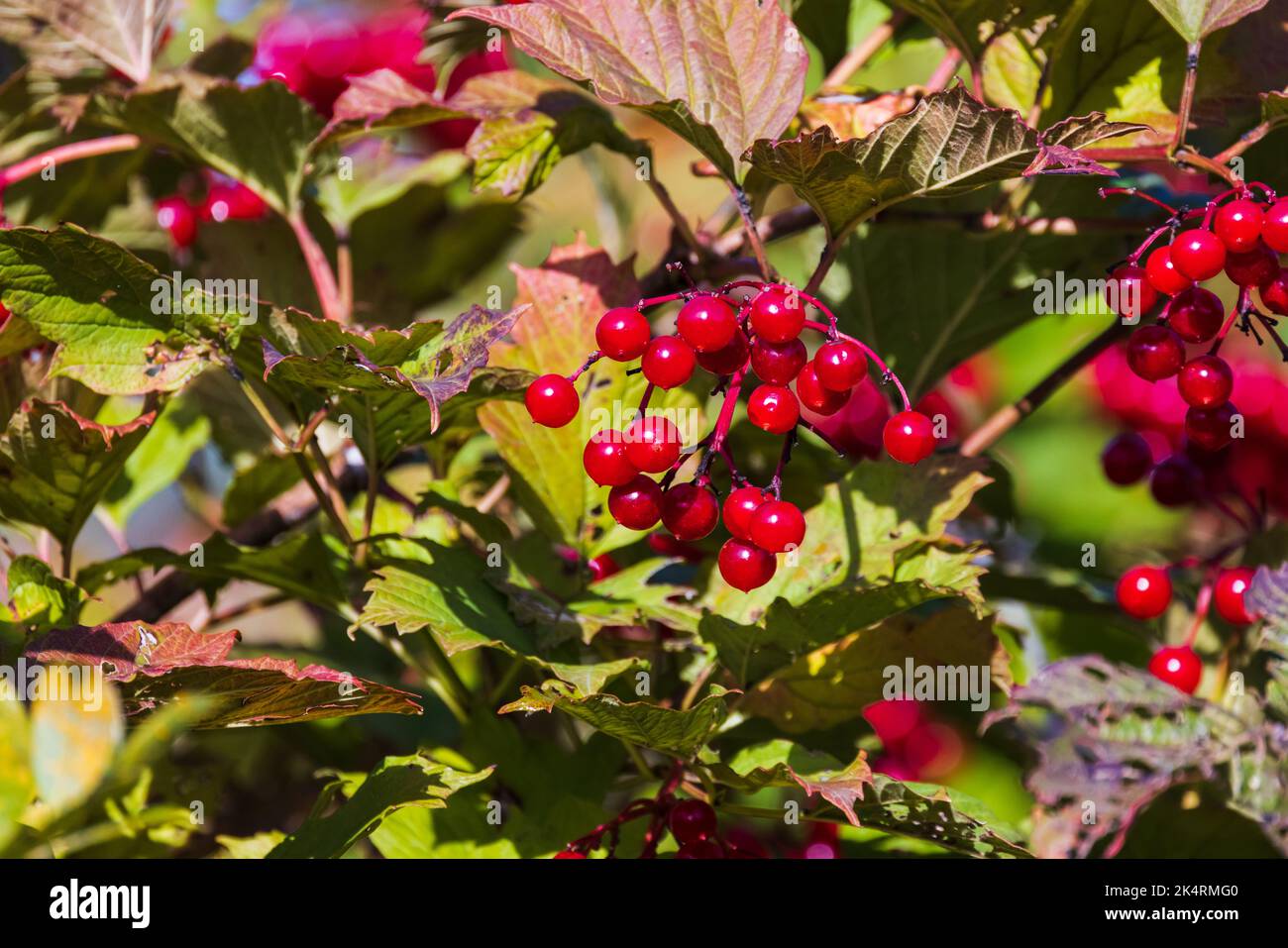 Frutto opulo di viburnum. Bacche rosse sono su un ramo in una giornata di sole, foto ravvicinata Foto Stock