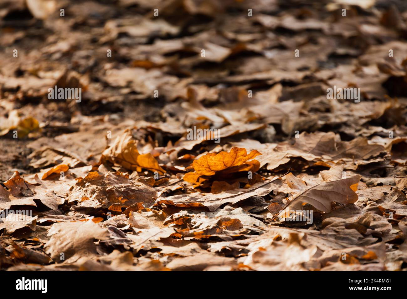 Foglie di quercia caduto giacciono a terra. Foto di sfondo autunno naturale Foto Stock