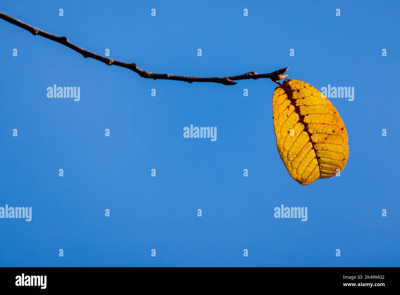 La foglia gialla d'autunno si trova su un ramo sopra lo sfondo blu brillante del cielo, foto macro Foto Stock