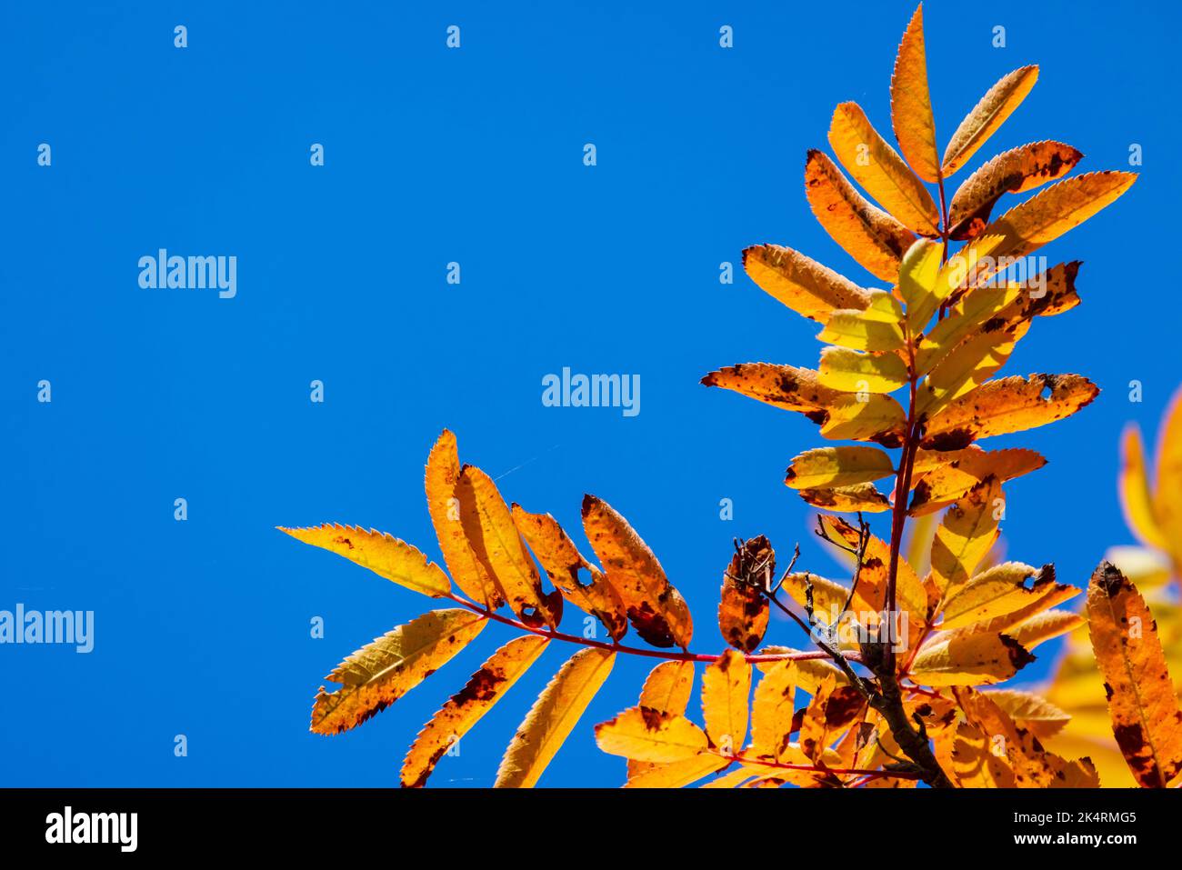 Le foglie autunnali gialle di un albero di rowan sono sotto lo sfondo del cielo blu chiaro, foto ravvicinata con messa a fuoco selettiva. Foto naturale della stagione autunnale Foto Stock