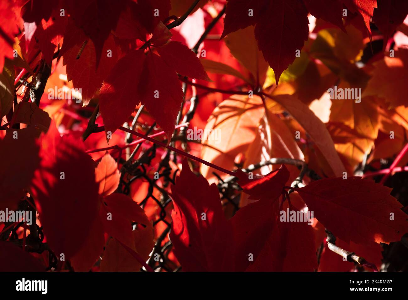Foglie rosse di Parthenocissus quinquefolia in una giornata di sole, pianta di arrampicata decorativa della famiglia d'uva. Foto di sfondo autunnale dai colori vivaci Foto Stock