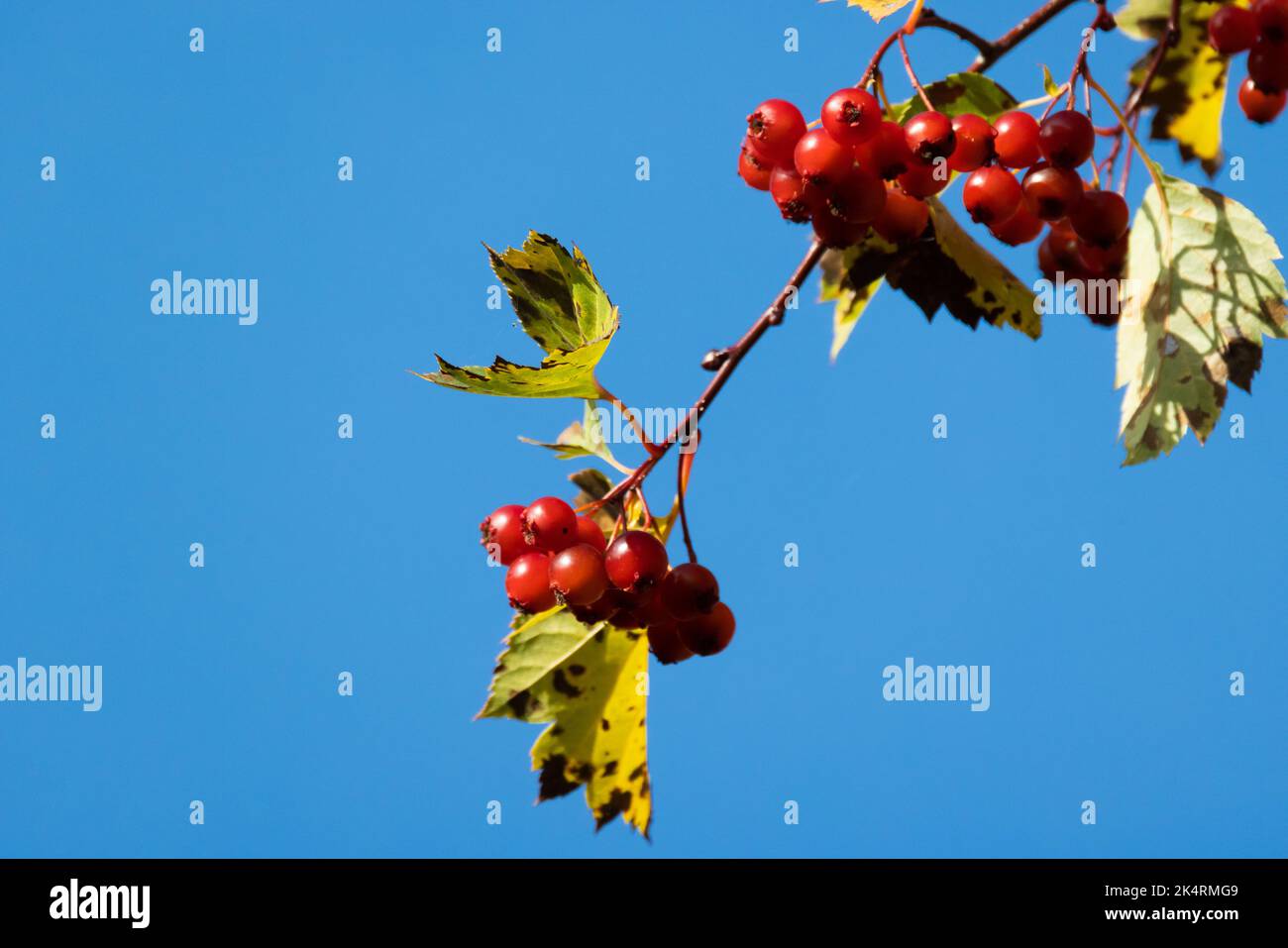 Frutto opulo di viburnum. Bacche rosse sono su un ramo sotto il cielo blu in una giornata di sole Foto Stock