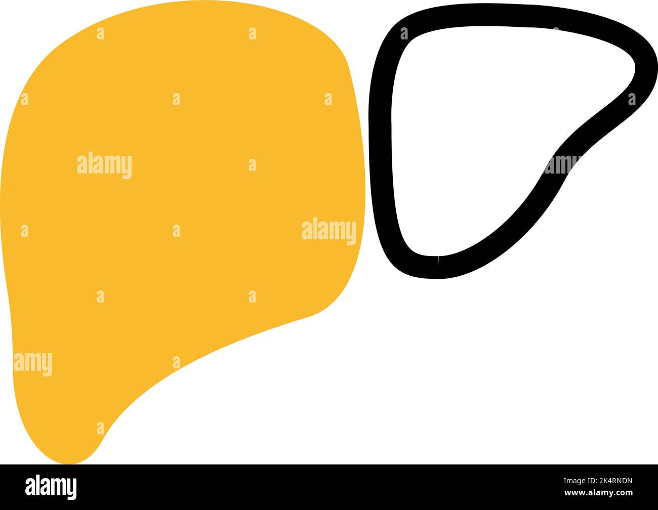 Fegato sano, illustrazione, vettore su sfondo bianco. Illustrazione Vettoriale