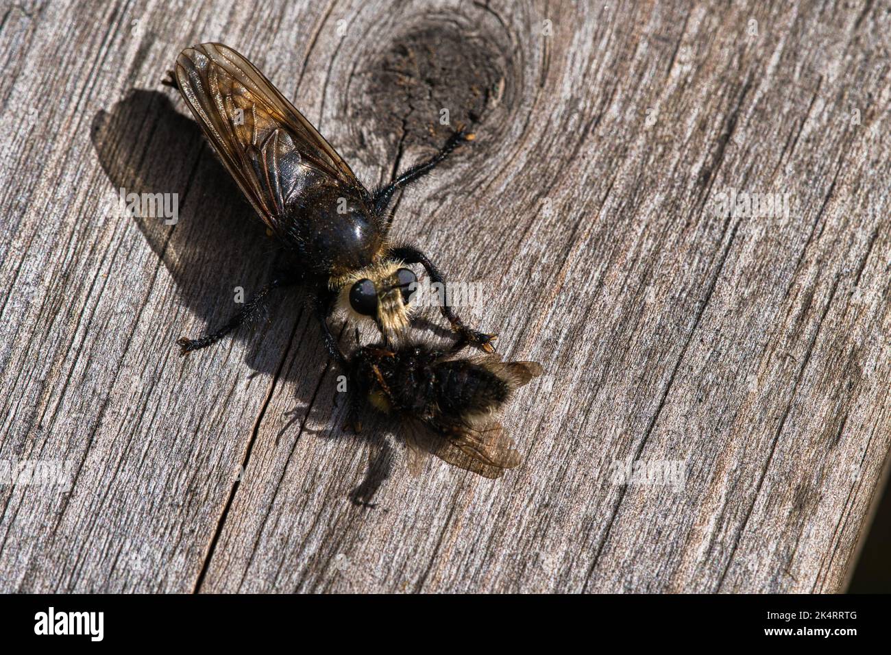 Mosca gialla dell'omicidio o mosca gialla del ladro con un bumblebee come preda. L'insetto viene risucchiato dal cacciatore. I peli neri gialli coprono il cacciatore. Sh. Macro Foto Stock