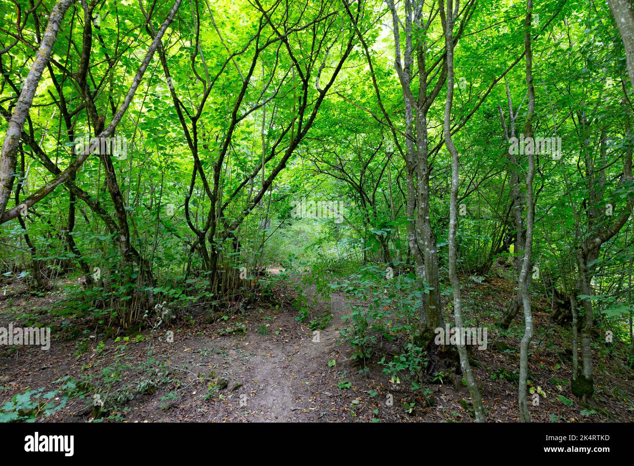 Sentiero sterrato attraverso la foresta naturale densa verde. La luce solare brillante è visibile attraverso il fogliame vivo. Foto Stock