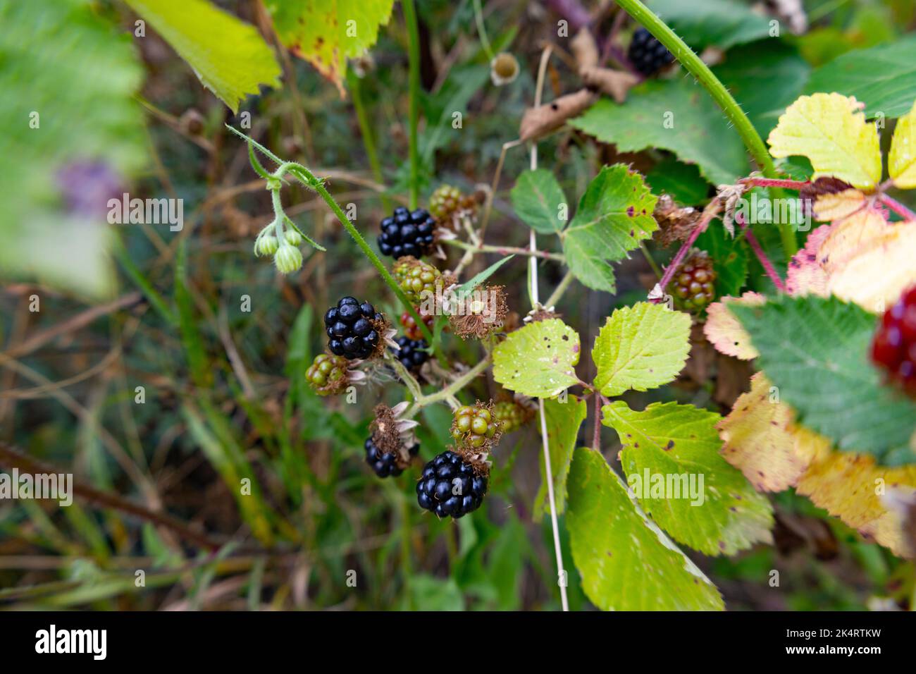 Vista ravvicinata delle more mature e non mature. Frutti di bosco su un arbusto. More nere, verdi e rosse su un cespuglio. Foto Stock