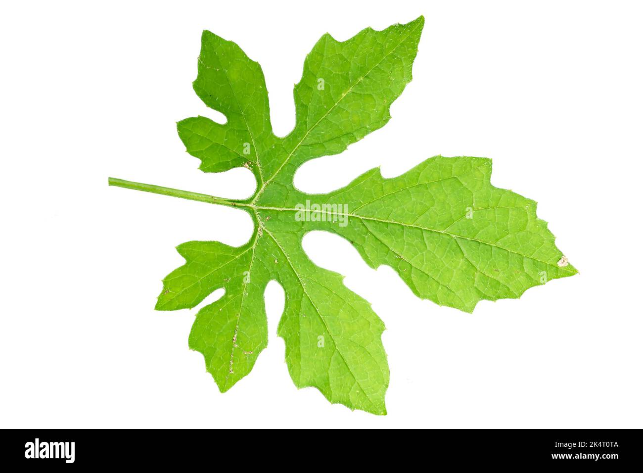 Un rametto di foglia di melone amara a forma di dito verde, isolato su fondo bianco Foto Stock