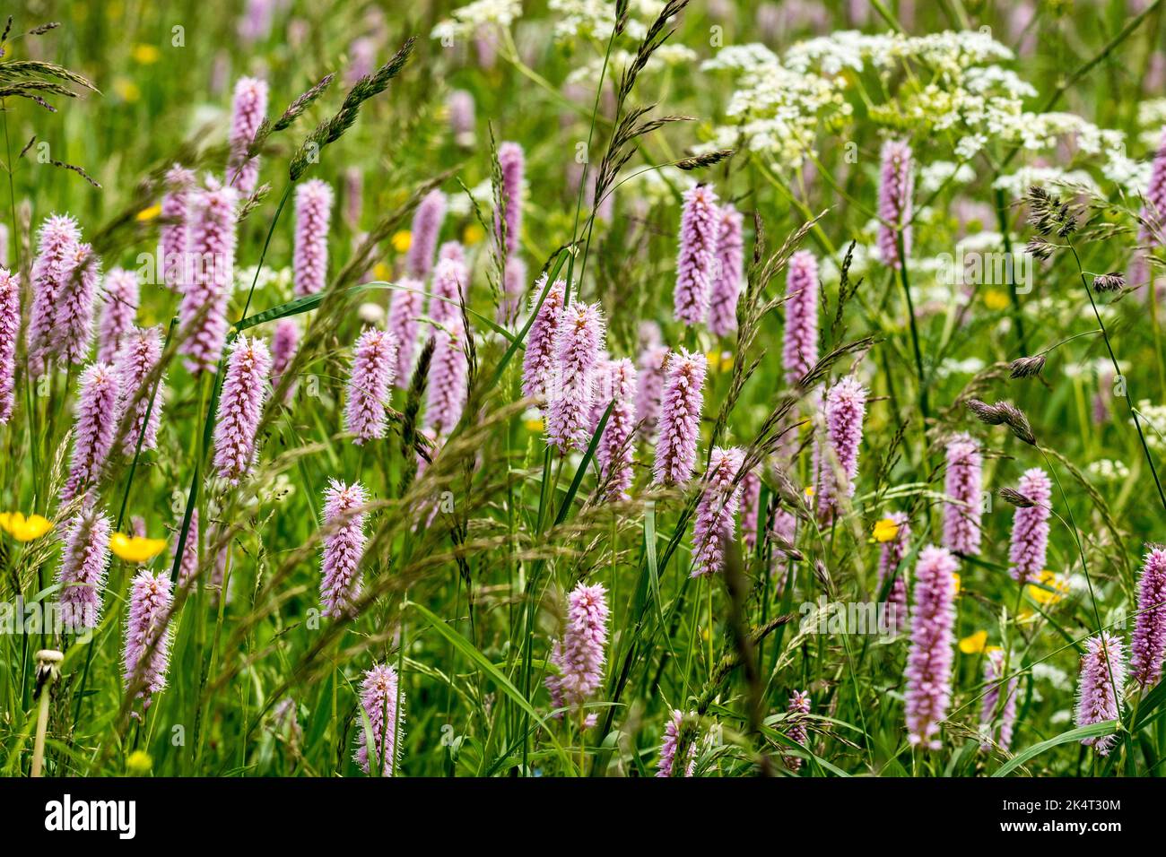 Bistorta officinalis o bistorta comune Foto Stock