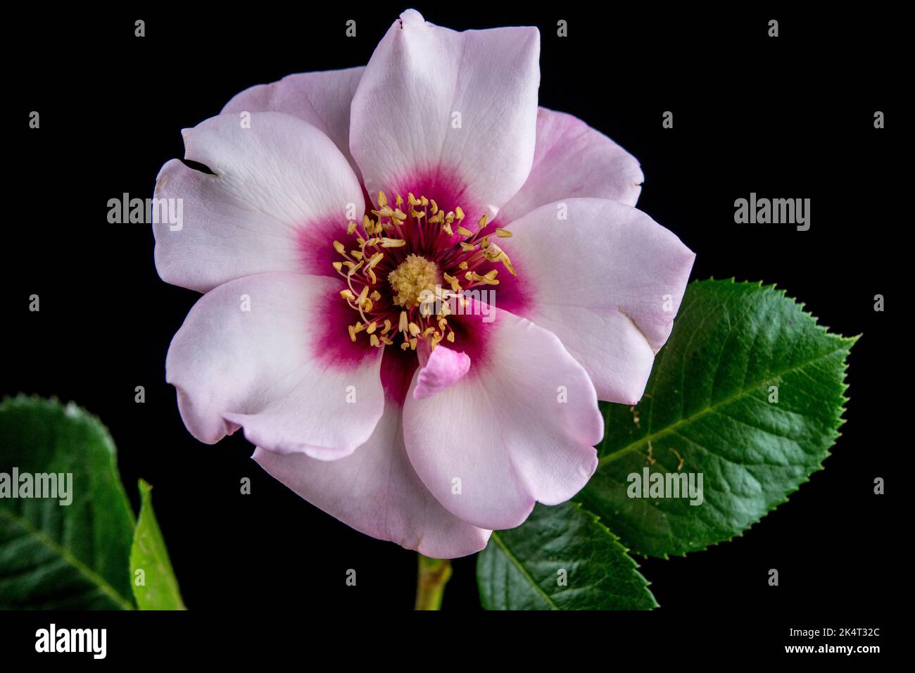Rosa (Persica-Hybride) OCCHI SU DI ME ( 'Chewsumsigns') Foto Stock