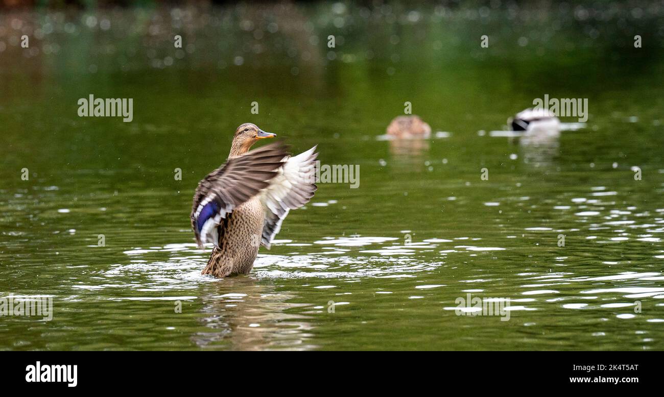 Brighton UK 4th ottobre 2022 - i livelli dell'acqua allo stagno sassone nel villaggio di Falmer vicino a Brighton sono quasi tornati alla normalità dopo recenti precipitazioni e la fauna selvatica è fiorente, tra cui questa anatra Mallard . Lo stagno completamente asciugato fuori durante la siccità estiva del 2022 . : Credit Simon Dack / Alamy Live News Foto Stock