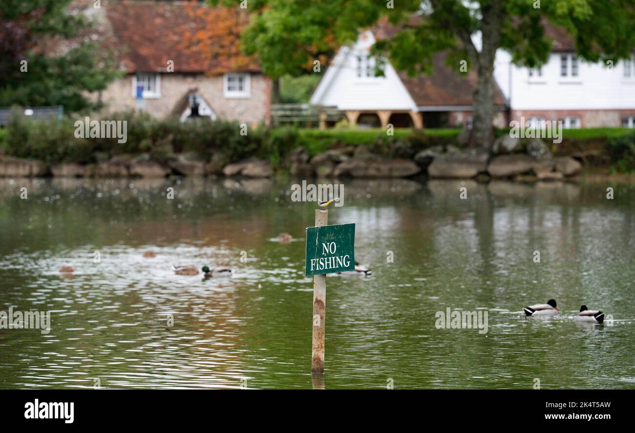 Brighton UK 4th ottobre 2022 - i livelli dell'acqua allo stagno sassone nel villaggio di Falmer vicino a Brighton sono quasi tornati alla normalità dopo recenti precipitazioni e la fauna selvatica è fiorente, tra cui questo giallo Wagtail appollaiato su un cartello No Fishing . Lo stagno completamente asciugato fuori durante la siccità estiva del 2022 . : Credit Simon Dack / Alamy Live News Foto Stock