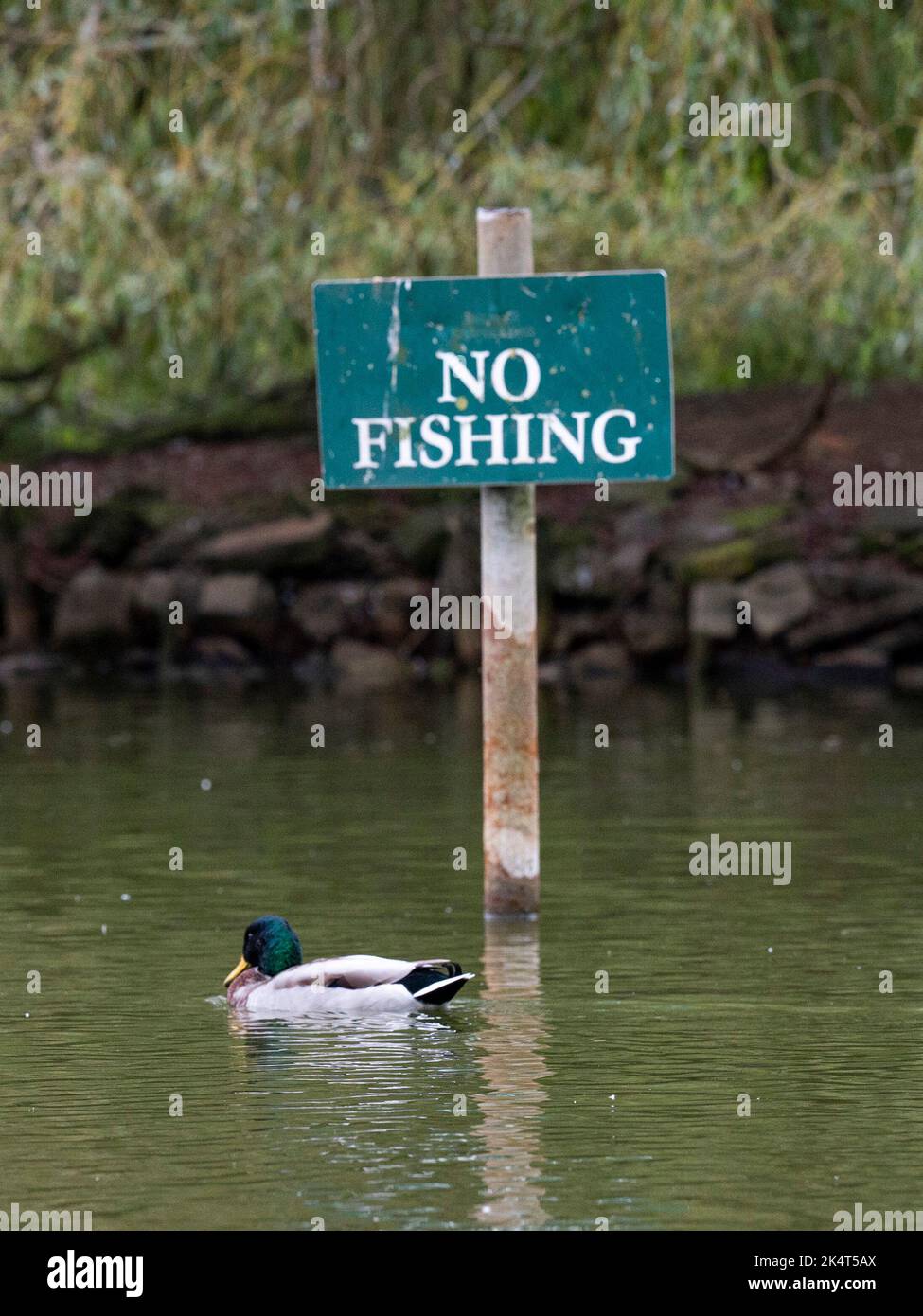 Brighton UK 4th ottobre 2022 - i livelli dell'acqua allo stagno sassone nel villaggio di Falmer vicino a Brighton sono quasi tornati alla normalità dopo le recenti precipitazioni e la fauna selvatica è fiorente . Lo stagno completamente asciugato fuori durante la siccità estiva del 2022 . : Credit Simon Dack / Alamy Live News Foto Stock