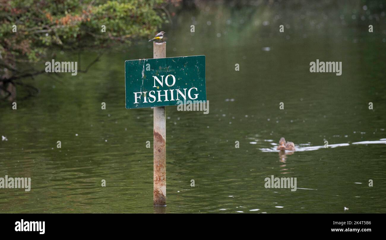 Brighton UK 4th ottobre 2022 - i livelli dell'acqua allo stagno sassone nel villaggio di Falmer vicino a Brighton sono quasi tornati alla normalità dopo recenti precipitazioni e la fauna selvatica è fiorente, tra cui questo giallo Wagtail appollaiato su un cartello No Fishing . Lo stagno completamente asciugato fuori durante la siccità estiva del 2022 . : Credit Simon Dack / Alamy Live News Foto Stock