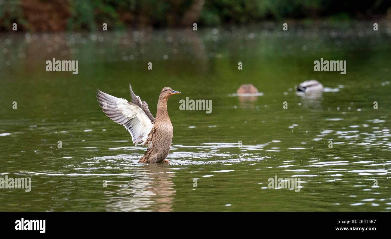 Brighton UK 4th ottobre 2022 - i livelli dell'acqua allo stagno sassone nel villaggio di Falmer vicino a Brighton sono quasi tornati alla normalità dopo recenti precipitazioni e la fauna selvatica è fiorente, tra cui questa anatra Mallard . Lo stagno completamente asciugato fuori durante la siccità estiva del 2022 . : Credit Simon Dack / Alamy Live News Foto Stock