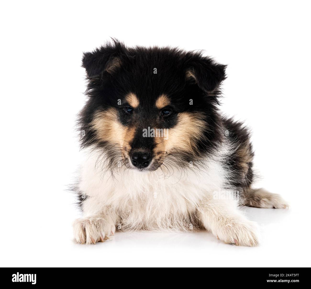 Puppy Rough Collie di fronte a sfondo bianco Foto Stock