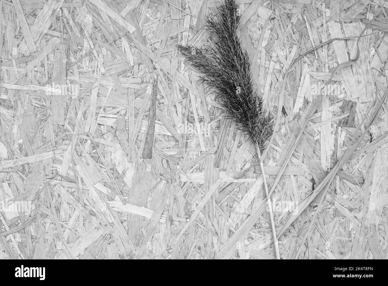 L'infiorescenza essiccata delle erbe si trova sul truciolato pressato Foto Stock