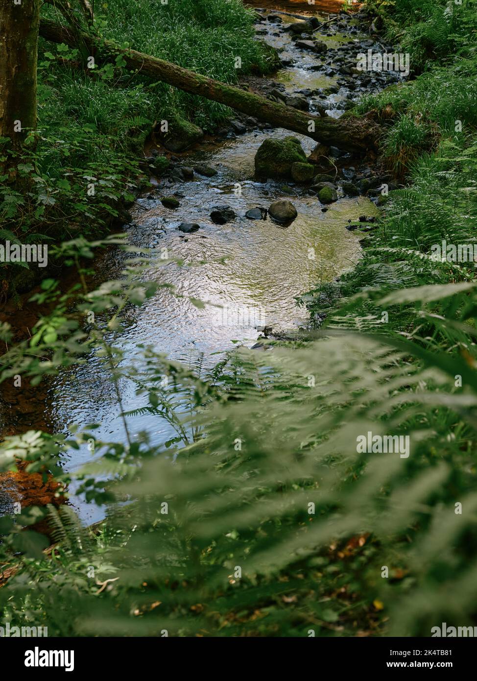 Il ruscello di Fairy Glen Falls e il paesaggio boschivo a Rosemarkie, Fortrose, Black Isle, Scotland UK Foto Stock