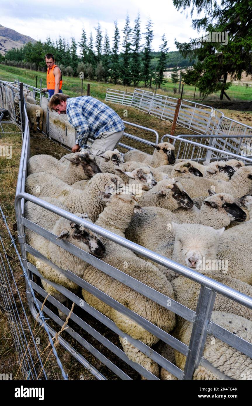 Un contadino che tende la sua pecora di Merino in una penna pronta per il trasporto vicino a Wanaka, una piccola località sciistica estiva/invernale nella regione di Otago dell'Isola del Sud Foto Stock