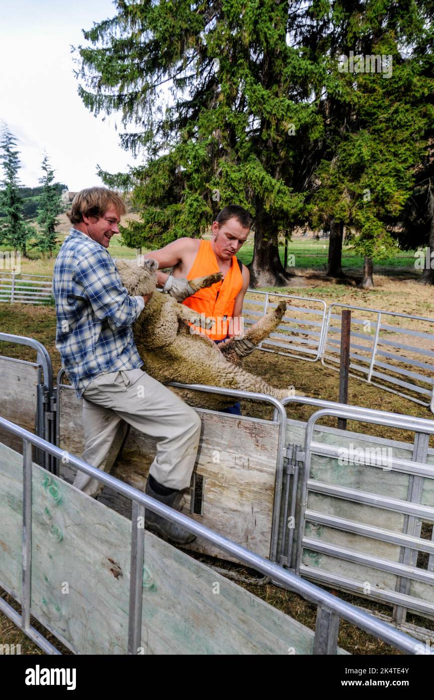 Un contadino che tende la sua pecora di Merino in una penna pronta per il trasporto vicino a Wanaka, una piccola località sciistica estiva/invernale nella regione di Otago dell'Isola del Sud Foto Stock