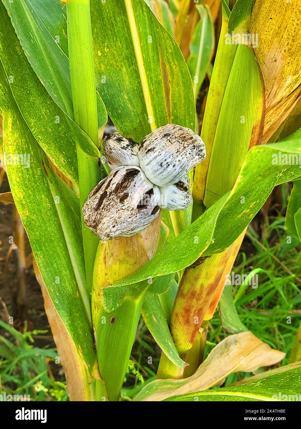Bizzarro Ustilago maydis di solito cresce direttamente sulla pannocchia poco prima della raccolta Foto Stock