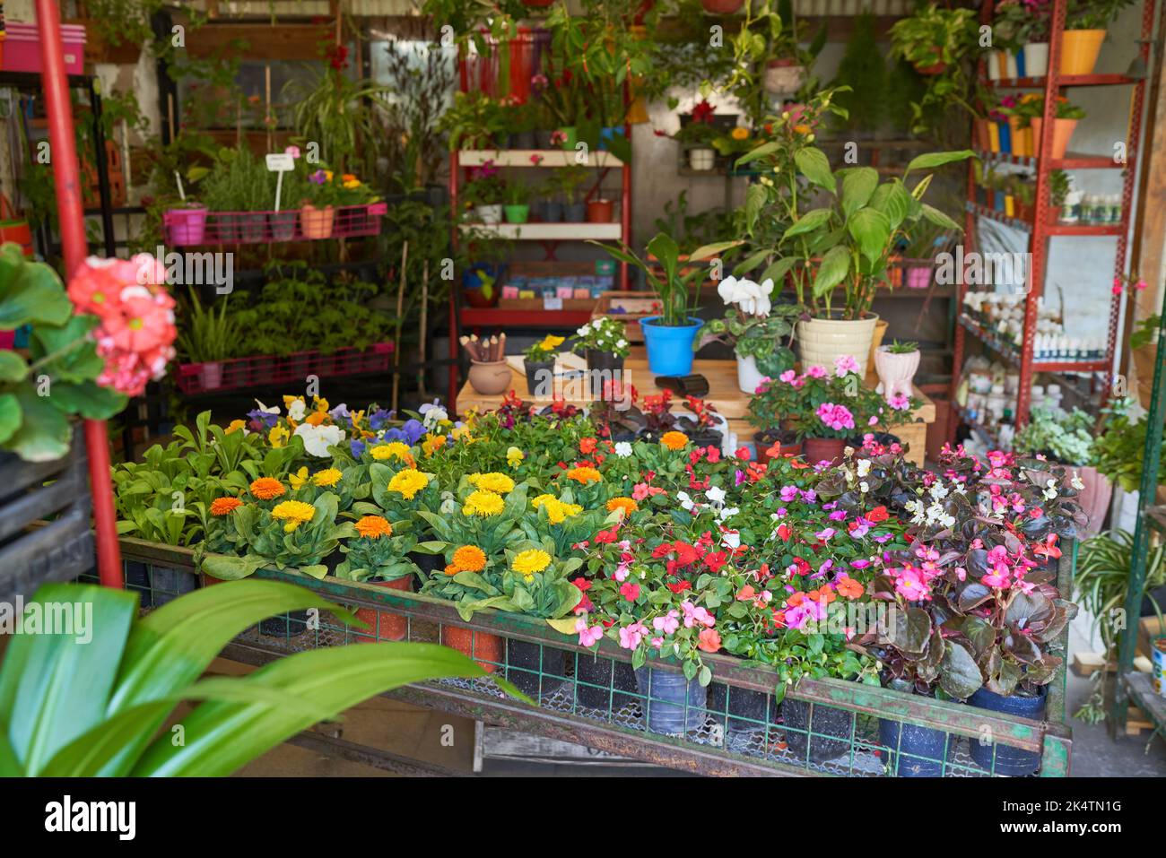 Ampia gamma di fiori e piante nel negozio di fiori o nel vivaio Foto Stock