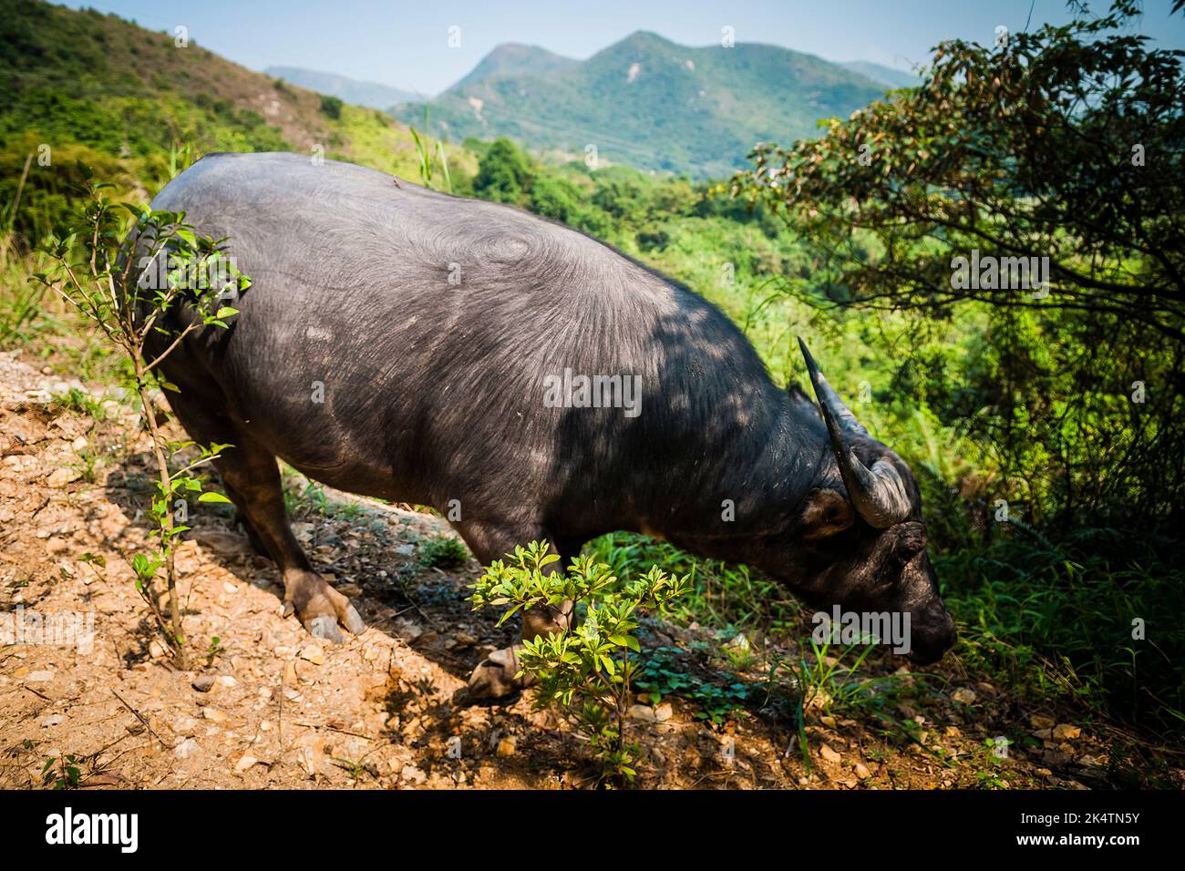 Un bufalo d'acqua feriale negozia una ripida pista di montagna vicino a Mui WO, Isola di Lantau, Hong Kong Foto Stock