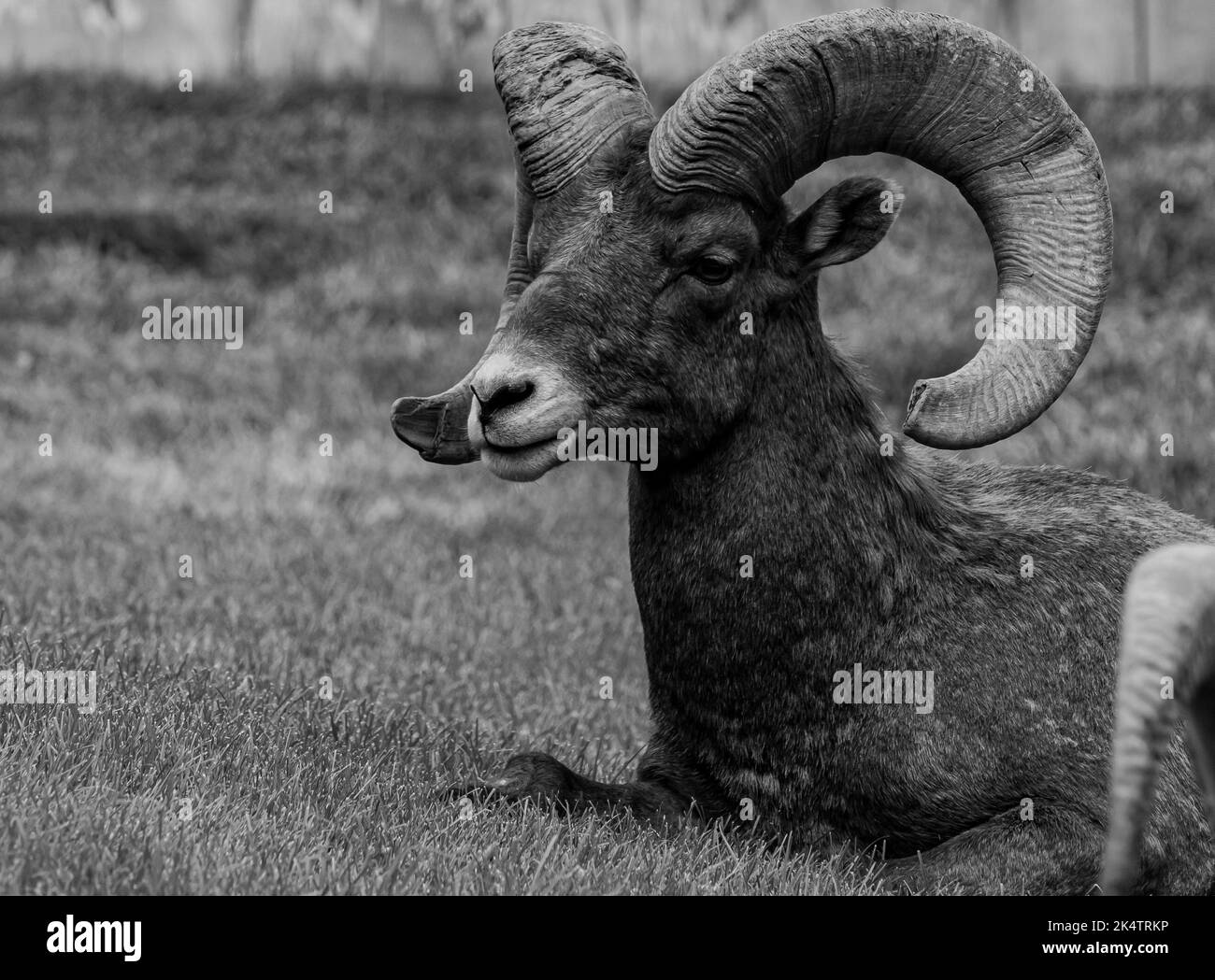Un ritratto di pecora di bighorn del deserto (Ovis canadensis nelsoni) Foto Stock