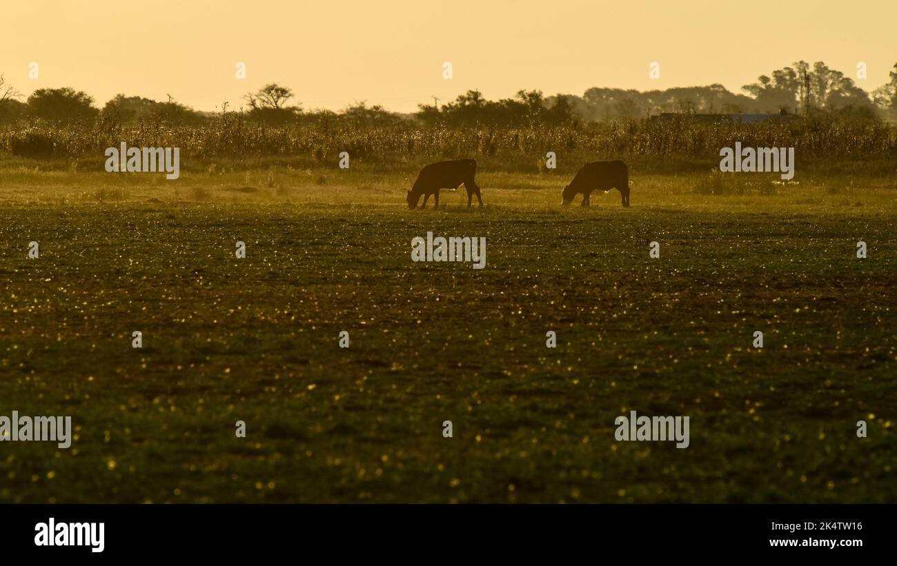 Tramonto nella couttryside di Pampas, provincia di la Pampa, Patagonia, Argentina. Foto Stock