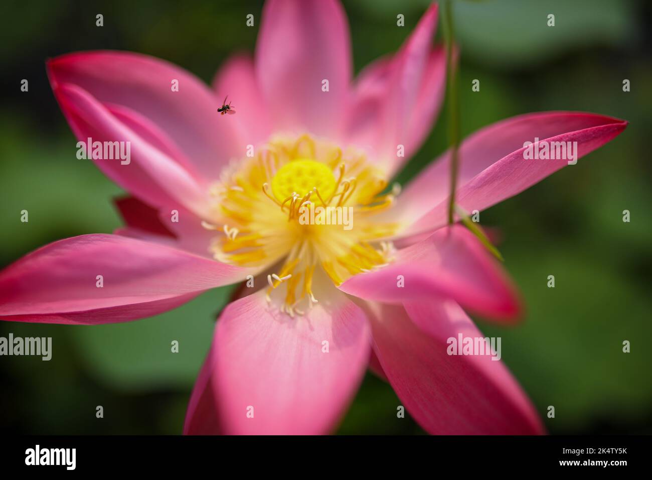 Bella fioritura di loto con api Foto Stock
