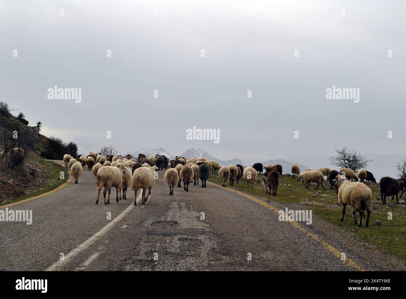 Pecore in una strada di campagna in Epiro, Grecia. Foto Stock