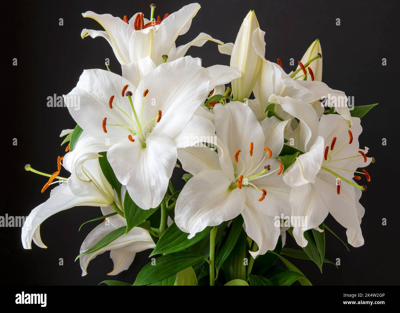 Una vivace, attraente e potente composizione fragrante di fiori di giglio tagliato. Foto Stock