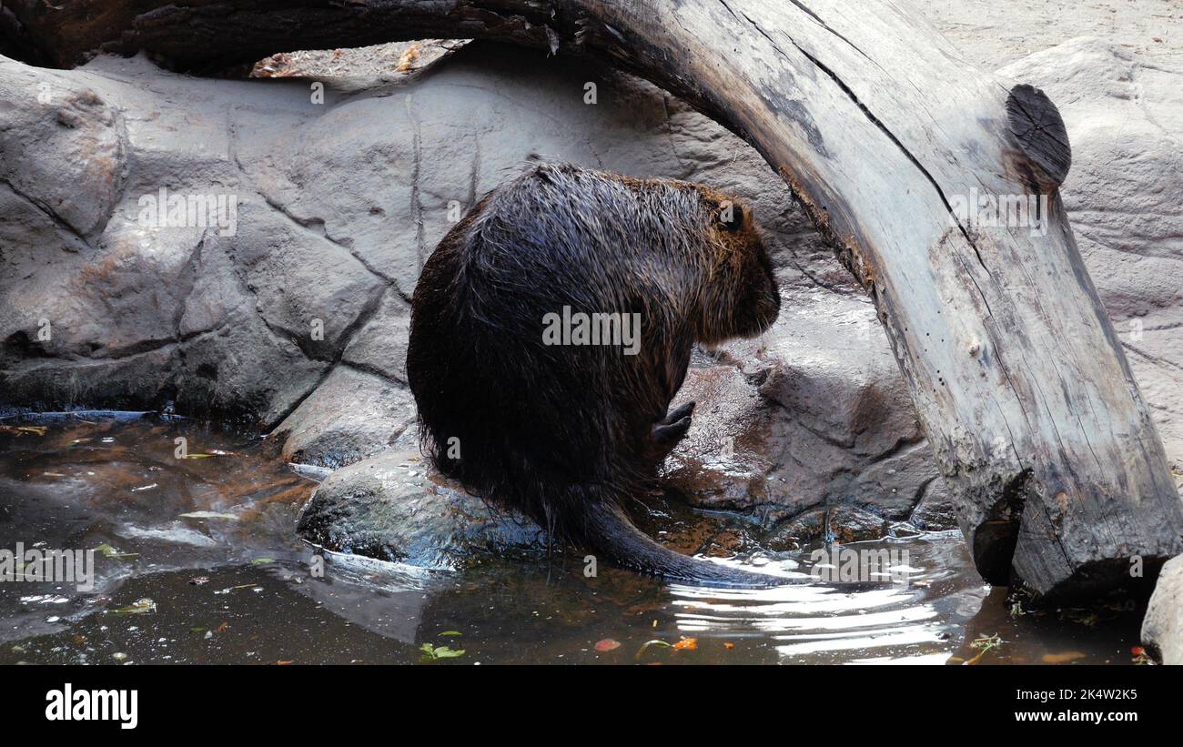 Una vista sul retro della Nutria umida che si erge sulle rocce vicino allo stagno nello zoo Foto Stock