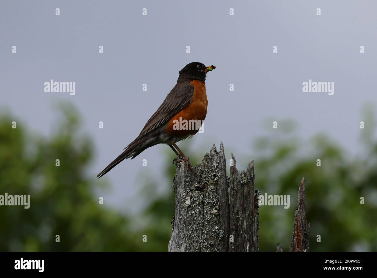 America Robin a Gaspesie Park, Nuova Scozia Foto Stock